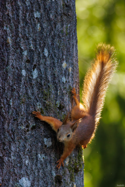 Orava