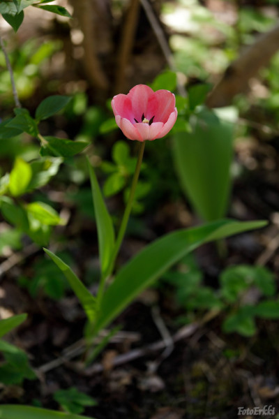 Keväinen tulppaani
