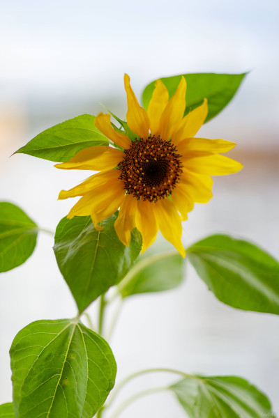 Auringonkukka parvekkeella